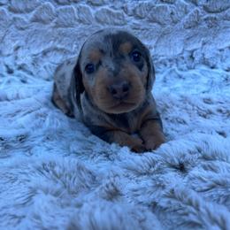 Dave - Dapple male Dachshund puppy in Mount Carmel, Tennessee from HS Goldens
