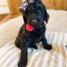 Girl 3 - Goldendoodle puppy in Valley Center, California from AweStrunk Farms