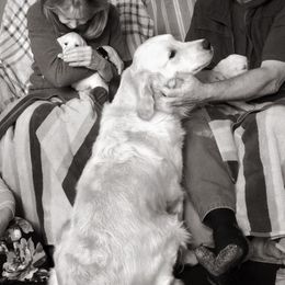 Golden Retriever Puppies from HuesofGold Halos