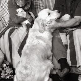 Golden Retriever Puppies from HuesofGold Halos