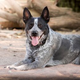 Bruce (ASDR) - Australian Cattle Dog