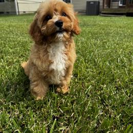 Aussiedoodle, Cavapoo, and Poodle Puppies from Perkins Pups