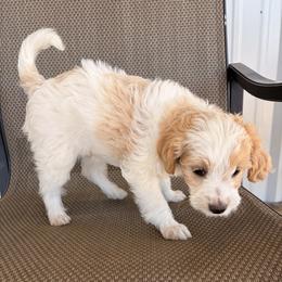 Wind - Cream female Goldendoodle puppy in Point, Texas from Tiny Paws Goldendoodles