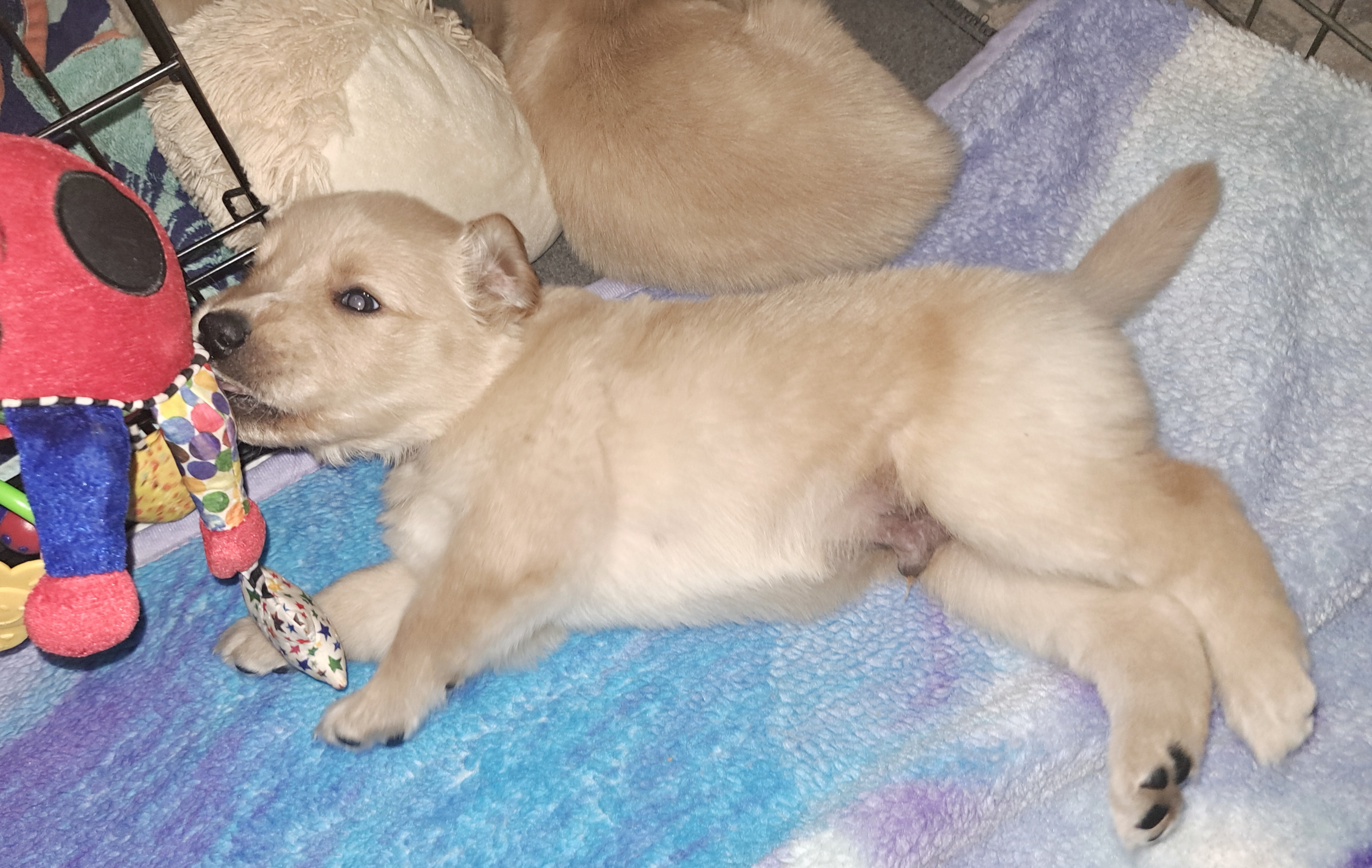 Mr.Ottis B - Golden Golden Retriever puppy in Maricopa, Arizona from Daisy's Golden Kisses- Golden Retrievers of Arizona