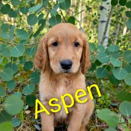 Aspen - Dark golden female Golden Retriever puppy in Wendell, Minnesota from Floden Farm Golden Retrievers