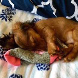 Dachshund Puppies from The Jewelry Dox