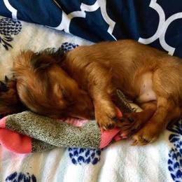 Dachshund Puppies from The Jewelry Dox
