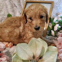 Goldendoodles from Hot Diggity Doodles