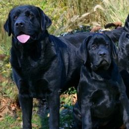 Cavalier King Charles Spaniels and Labrador Retrievers from Borador Kennels