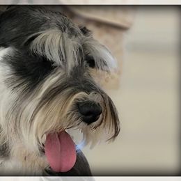 When Doves Cry - Miniature Schnauzer