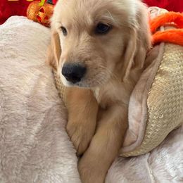 Golden Retriever Puppies from American True Golden retriever