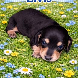 Elvis - Black and cream male Dachshund puppy in Lexington, Oklahoma from BooneDox Miniature Dachshunds
