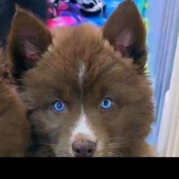 Snickers - Red and white female Siberian Husky puppy in East Tawas, Michigan from BurnsBerg's Woolies