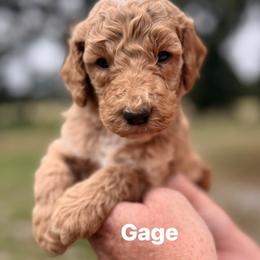 Gage - Apricot male Poodle puppy in Athens, Georgia from Alexander’s Standard Poodles