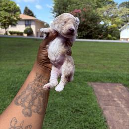 Sasuke - Cafe au lait male Poodle puppy in Chattanooga, Tennessee from SoftPaw Kennels