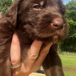 Labradoodle and Labrador Retriever Puppies from Cypress Kennels