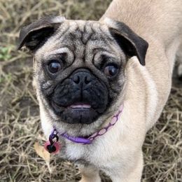 Boston Terriers and Pugs from Brenda's Puppies