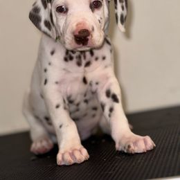 Achilles - Dalmatian