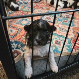 Girl1 - Chocolate female Havanese puppy in Columbus, Ohio from Havanese Puppies Columbus