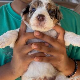 Butterfinger - Chocolate merle male Bernedoodle puppy in Richmond, Texas from Harper’s Heartbeats
