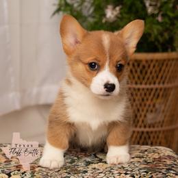 Sir Napsalot (3-way clear and possible Fluffy carrier) - White and red male Pembroke Welsh Corgi puppy in Keene, Texas from Texas Fluff Butts and Friends