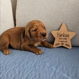Yankee - Dark golden male Golden Retriever puppy in Inman, South Carolina from Shadow Acres