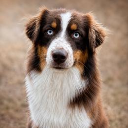 Annika - Australian Shepherd