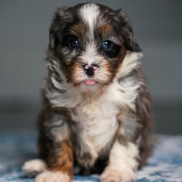 Mike - Merle male Bernedoodle puppy in Dundee, Ohio from Down Home Doodle