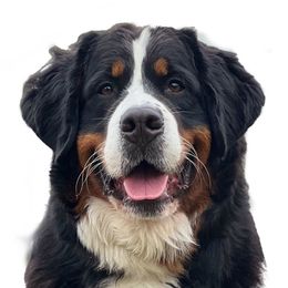 Selah - Bernese Mountain Dog