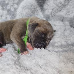 Clue - Blue brindle male Great Dane puppy in Lebanon, Virginia from North Cedar Danes