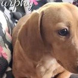 Murphy - Dachshund