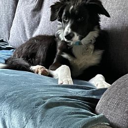 Border Collie Puppies from Trailblazer Border Collies
