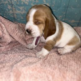 Basset Hound Puppies from Mockingbird Hollow Bassets