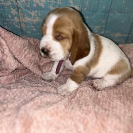 Basset Hound Puppies from Mockingbird Hollow Bassets