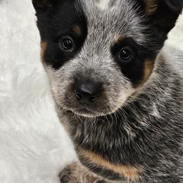 Girl 1 - Blue female Australian Cattle Dog puppy in Dalton, Pennsylvania from Whiteduck Mountain Kennel AKC Australian Cattle Dogs and AKC Fox Red Labrador Retrievers