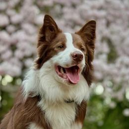Bingley - White and red male Border Collie puppy in Tiskilwa, Illinois from First Harmony Farms