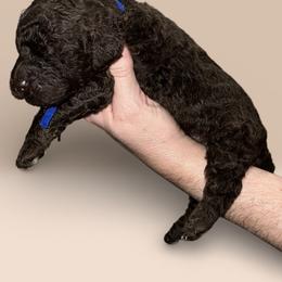 Blue collar - Chocolate male Goldendoodle puppy in Sanderson, Florida from Serenity Goldendoodles