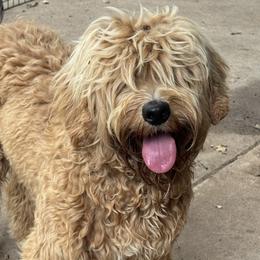 Olive - Australian Labradoodle