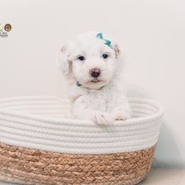 Pollen - Cream female Goldendoodle puppy in Ohio from Hommel’s Mini Darling Doodles