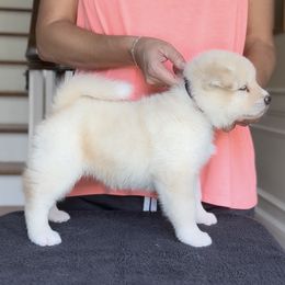 Sienna- Girl 1 - White, red shading female Akita puppy in Coopersburg, Pennsylvania from Main Street Akitas