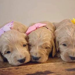 Poodle Puppies from Pampered Pawz