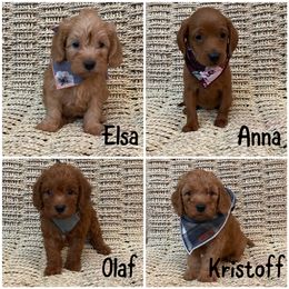 Labradoodle Puppies from Cook Doodles