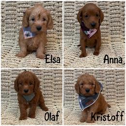 Labradoodle Puppies from Cook Doodles