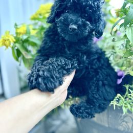 Buddy - Black male Havapoo puppy in Kalamazoo, Michigan from Creekside Ranch