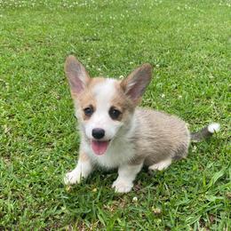 Female 3 - Sable female Pembroke Welsh Corgi puppy in Hueytown, Alabama from AAA Corgis