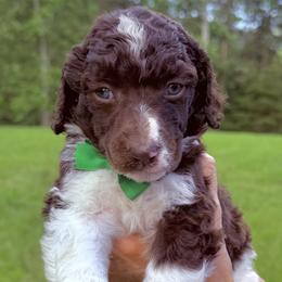 Fern (Green Collar Male) - Parti male Poodle puppy in Jasper, Georgia from Harrington Doodles & Poodles