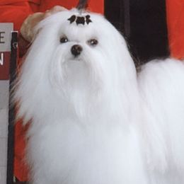 Maltese from Validian Maltese
