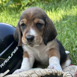 Tucker - Baby blue - Black brown and white male Basset Hound puppy in Meyersdale, Pennsylvania from Susan's Basset Hounds