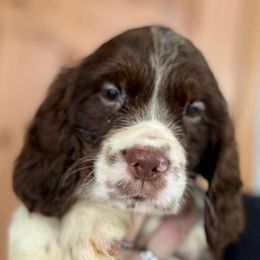 Almond joy - Liver and white female English Springer Spaniel puppy in Coeur D'alene, Idaho from Springer Hollow