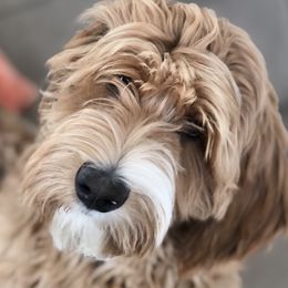Henley - Australian Labradoodle